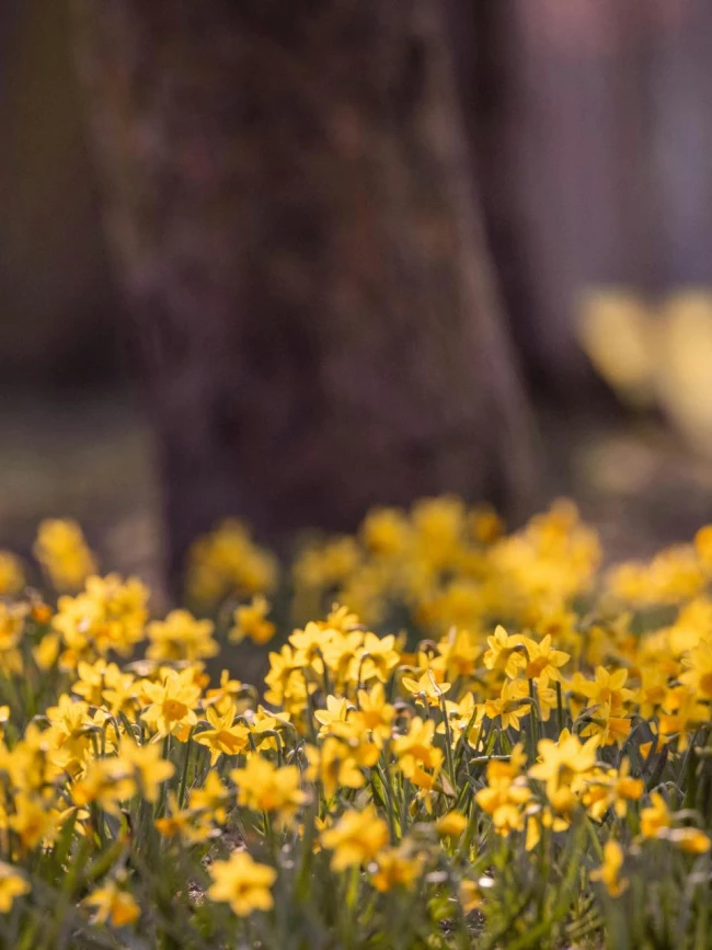 Daffodils in the Lake District's Grasmere