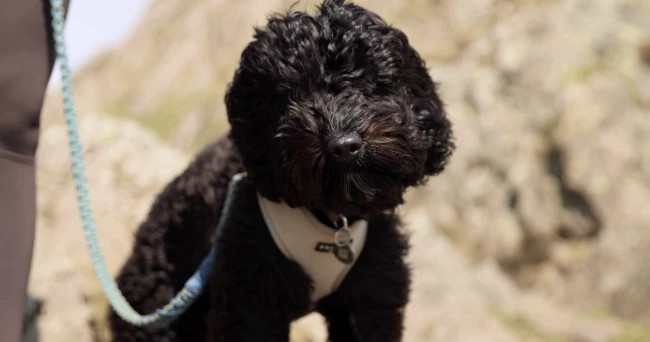 Dog Friendly Accommodation in the Lake District